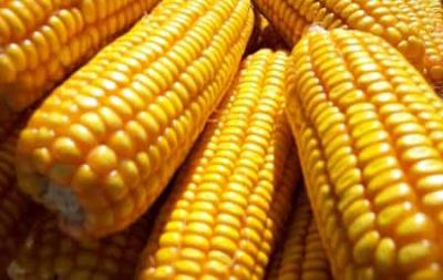 玉米健康减肥法食谱,懒人集中训练营 懒人减肥 第2张-瘦瘦减肥网 玉米健康减肥法食谱,懒人集中训练营 懒人减肥 第2张