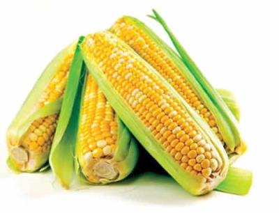 玉米健康减肥法食谱,懒人集中训练营 懒人减肥 第4张-瘦瘦减肥网 玉米健康减肥法食谱,懒人集中训练营 懒人减肥 第4张