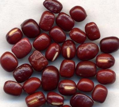 10种减肥蔬菜水果解决下半身肥胖 关于肥胖 第4张-瘦瘦减肥网 10种减肥蔬菜水果解决下半身肥胖 关于肥胖 第4张