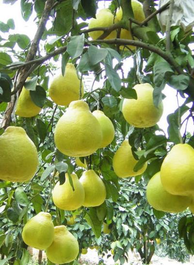 10种减肥蔬菜水果解决下半身肥胖 关于肥胖 第6张-瘦瘦减肥网 10种减肥蔬菜水果解决下半身肥胖 关于肥胖 第6张