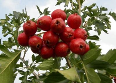 冬季吃什么水果减肥,5种红色果肉的水果狂瘦10斤 减肥水果 第6张-瘦瘦减肥网 冬季吃什么水果减肥,5种红色果肉的水果狂瘦10斤 减肥水果 第6张