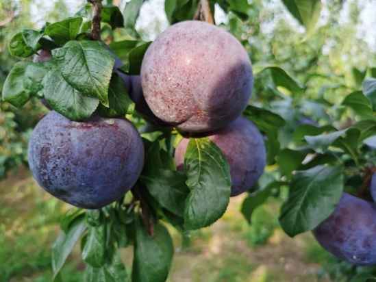 黑布朗的热量(黑玉米和黄玉米哪个热量高) 减肥 第1张-瘦瘦减肥网 黑布朗的热量(黑玉米和黄玉米哪个热量高) 减肥 第1张