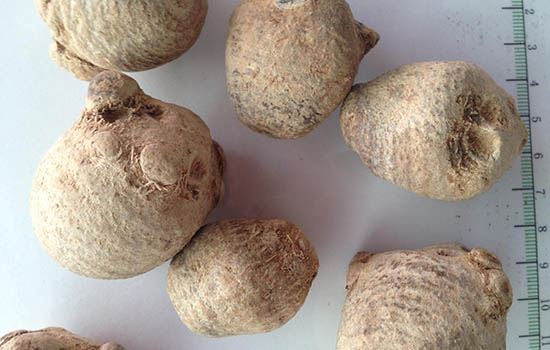 泽泻可以减肥吗(单独喝决明子可以减肥) 减肥 第1张