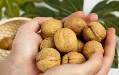 吃核桃会长胖吗,适量正确吃不发胖反减 饮食减肥 第4张-瘦瘦减肥网 吃核桃会长胖吗,适量正确吃不发胖反减 饮食减肥 第4张