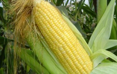 玉米减肥法5天减十斤 减肥方法 第1张