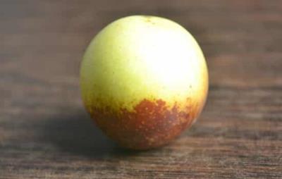 吃冬枣会胖吗,秋冬正确吃冬枣还能减肥呢 饮食减肥 第1张-瘦瘦减肥网 吃冬枣会胖吗,秋冬正确吃冬枣还能减肥呢 饮食减肥 第1张