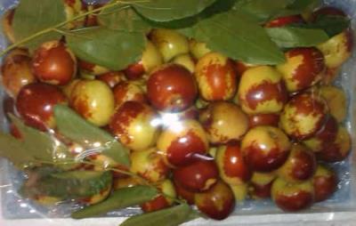 吃冬枣会胖吗,秋冬正确吃冬枣还能减肥呢 饮食减肥 第2张-瘦瘦减肥网 吃冬枣会胖吗,秋冬正确吃冬枣还能减肥呢 饮食减肥 第2张