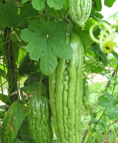 喝苦瓜茶能减肥吗,健康瘦身“苦”中作乐 减肥饮品 第1张-瘦瘦减肥网 喝苦瓜茶能减肥吗,健康瘦身“苦”中作乐 减肥饮品 第1张