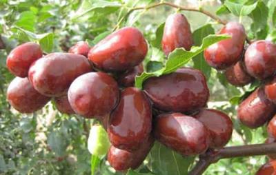 吃红枣会胖吗,推荐红枣不发胖的吃法 饮食减肥 第2张-瘦瘦减肥网 吃红枣会胖吗,推荐红枣不发胖的吃法 饮食减肥 第2张