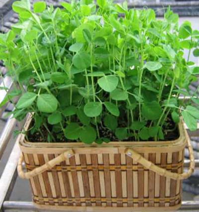 想要减肥,常吃这5种食物轻松排毒 饮食减肥 第3张-瘦瘦减肥网 想要减肥,常吃这5种食物轻松排毒 饮食减肥 第3张