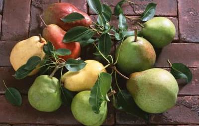 吃梨子会胖吗，梨子正确吃还能减肥 饮食减肥 第4张