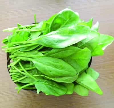 懒人菠菜减肥法,一周快速甩肉10斤 懒人减肥 第1张-瘦瘦减肥网 懒人菠菜减肥法,一周快速甩肉10斤 懒人减肥 第1张