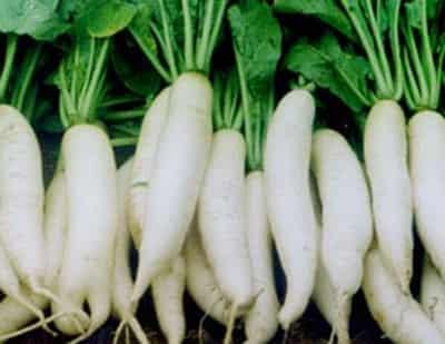 夏季吃什么能快速瘦全身，五种蔬果帮你从头瘦到脚 饮食减肥 第4张