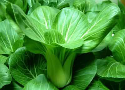 生吃蔬菜减肥法,超有效的科学甩脂法 减肥蔬菜 第5张-瘦瘦减肥网 生吃蔬菜减肥法,超有效的科学甩脂法 减肥蔬菜 第5张