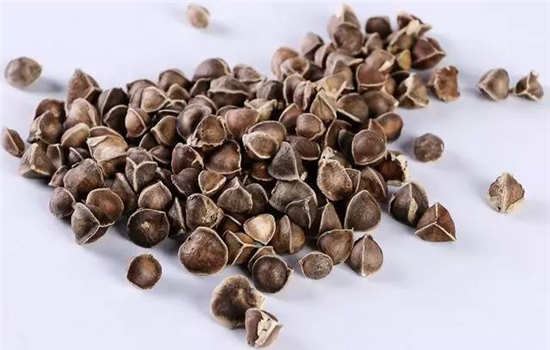 吃辣木籽能减肥吗 饮食减肥 第2张-瘦瘦减肥网 吃辣木籽能减肥吗 饮食减肥 第2张