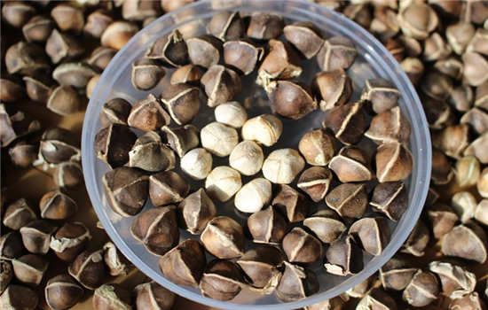 吃辣木籽能减肥吗 饮食减肥 第3张-瘦瘦减肥网 吃辣木籽能减肥吗 饮食减肥 第3张