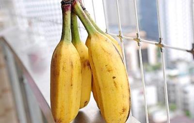 吃芭蕉会胖吗，注意正确且适量吃即可 饮食减肥 第2张