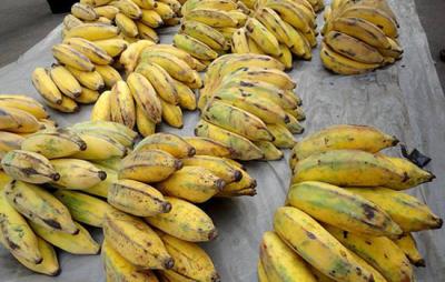 吃芭蕉会胖吗，注意正确且适量吃即可 饮食减肥 第5张