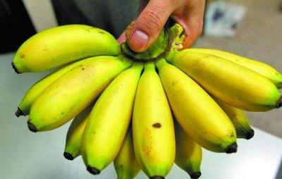 吃芭蕉会胖吗，注意正确且适量吃即可 饮食减肥 第3张