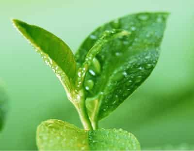 超有效排毒养颜减肥食物,快点参与夏季甩脂活动 减肥 第4张-瘦瘦减肥网 超有效排毒养颜减肥食物,快点参与夏季甩脂活动 减肥 第4张