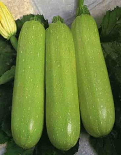 超实用减肥蔬菜食谱，零脂肪食物减肥最明显 减肥蔬菜 第3张