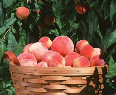 分享6款好吃减肥水果，饮食丰胸法更挺拔 丰胸 第5张