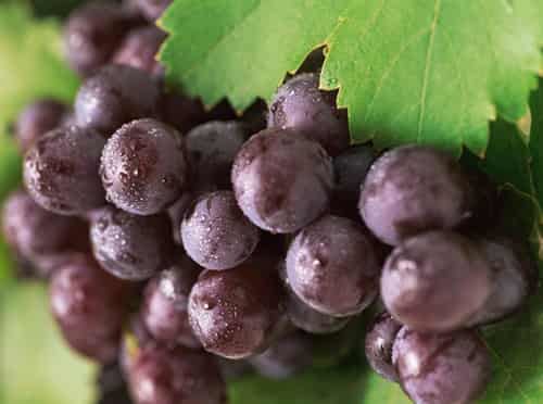 夏天吃什么食物可以减肥,饱腹不发胖食品备受青睐 饮食减肥 第2张-瘦瘦减肥网 夏天吃什么食物可以减肥,饱腹不发胖食品备受青睐 饮食减肥 第2张