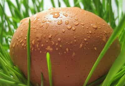 科学饮食鸡蛋减肥法食谱，教你如何避开减肥小误区 减肥误区 第3张