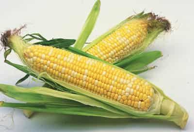 营养减肥早餐食谱搭配，快速健康科学瘦身甩脂 减肥食谱 第1张