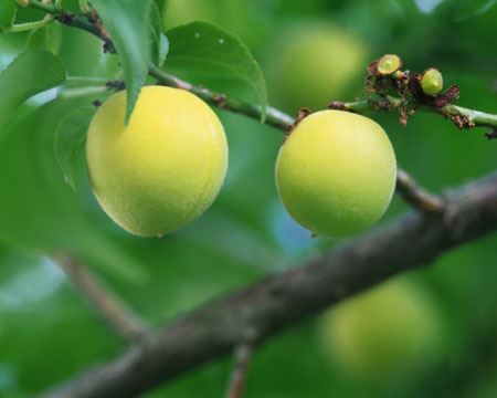 光吃水果能减肥吗,七夕女性网小编告诉你冬天吃什么水果减肥最好 减肥水果 第2张-瘦瘦减肥网 光吃水果能减肥吗,七夕女性网小编告诉你冬天吃什么水果减肥最好 减肥水果 第2张