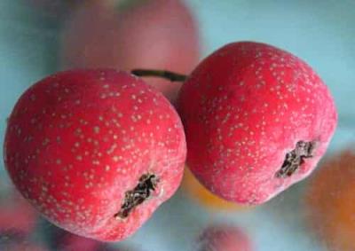 减肥期间,有什么不能空腹吃的水果 饮食减肥 第2张-瘦瘦减肥网 减肥期间,有什么不能空腹吃的水果 饮食减肥 第2张