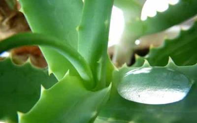 健康饮食减肥法:最有效的芦荟排毒减肥食谱 减肥食谱 第2张-瘦瘦减肥网 健康饮食减肥法:最有效的芦荟排毒减肥食谱 减肥食谱 第2张