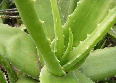 健康饮食减肥法:最有效的芦荟排毒减肥食谱 减肥食谱 第3张-瘦瘦减肥网 健康饮食减肥法:最有效的芦荟排毒减肥食谱 减肥食谱 第3张