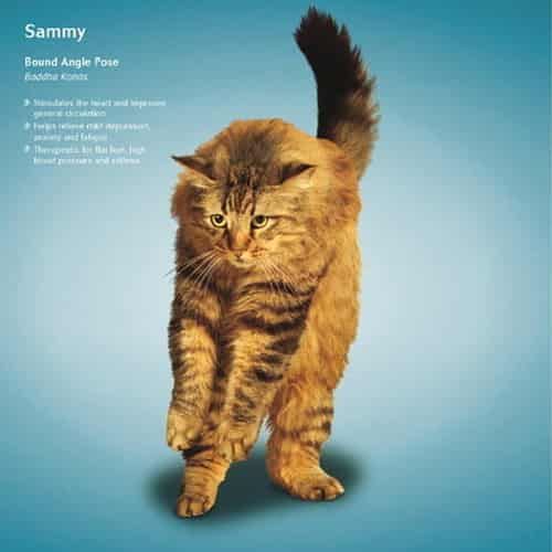 冬天练瑜伽真的可以能减肥吗,猫都瘦了您还等什么 瑜伽减肥 第8张-瘦瘦减肥网 冬天练瑜伽真的可以能减肥吗,猫都瘦了您还等什么 瑜伽减肥 第8张