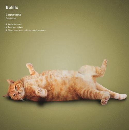 冬天练瑜伽真的可以能减肥吗,猫都瘦了您还等什么 瑜伽减肥 第12张-瘦瘦减肥网 冬天练瑜伽真的可以能减肥吗,猫都瘦了您还等什么 瑜伽减肥 第12张