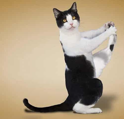 冬天练瑜伽真的可以能减肥吗,猫都瘦了您还等什么 瑜伽减肥 第4张-瘦瘦减肥网 冬天练瑜伽真的可以能减肥吗,猫都瘦了您还等什么 瑜伽减肥 第4张