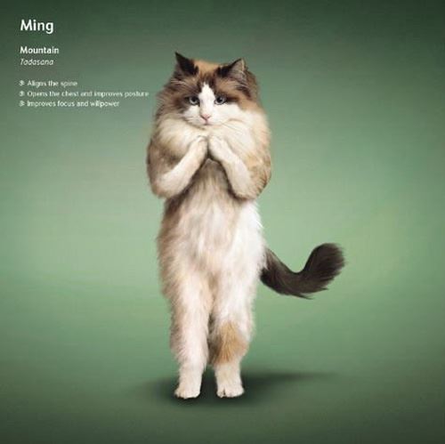 冬天练瑜伽真的可以能减肥吗,猫都瘦了您还等什么 瑜伽减肥 第6张-瘦瘦减肥网 冬天练瑜伽真的可以能减肥吗,猫都瘦了您还等什么 瑜伽减肥 第6张