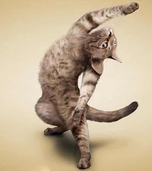 冬天练瑜伽真的可以能减肥吗,猫都瘦了您还等什么 瑜伽减肥 第2张-瘦瘦减肥网 冬天练瑜伽真的可以能减肥吗,猫都瘦了您还等什么 瑜伽减肥 第2张