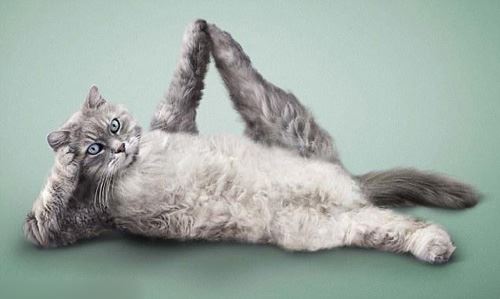 冬天练瑜伽真的可以能减肥吗,猫都瘦了您还等什么 瑜伽减肥 第5张-瘦瘦减肥网 冬天练瑜伽真的可以能减肥吗,猫都瘦了您还等什么 瑜伽减肥 第5张