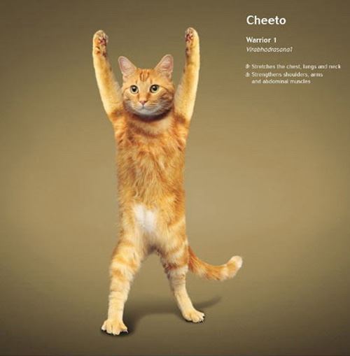 冬天练瑜伽真的可以能减肥吗,猫都瘦了您还等什么 瑜伽减肥 第10张-瘦瘦减肥网 冬天练瑜伽真的可以能减肥吗,猫都瘦了您还等什么 瑜伽减肥 第10张