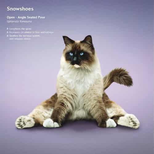 冬天练瑜伽真的可以能减肥吗,猫都瘦了您还等什么 瑜伽减肥 第7张-瘦瘦减肥网 冬天练瑜伽真的可以能减肥吗,猫都瘦了您还等什么 瑜伽减肥 第7张