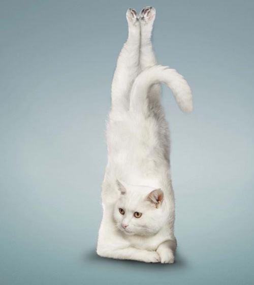 冬天练瑜伽真的可以能减肥吗,猫都瘦了您还等什么 瑜伽减肥 第3张-瘦瘦减肥网 冬天练瑜伽真的可以能减肥吗,猫都瘦了您还等什么 瑜伽减肥 第3张