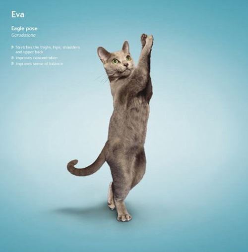 冬天练瑜伽真的可以能减肥吗,猫都瘦了您还等什么 瑜伽减肥 第9张-瘦瘦减肥网 冬天练瑜伽真的可以能减肥吗,猫都瘦了您还等什么 瑜伽减肥 第9张