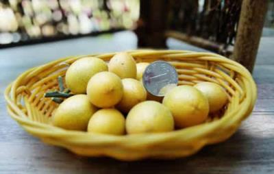 吃黄皮果会胖吗,注意适量吃即可 饮食减肥 第2张-瘦瘦减肥网 吃黄皮果会胖吗,注意适量吃即可 饮食减肥 第2张