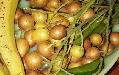 吃黄皮果会胖吗,注意适量吃即可 饮食减肥 第4张-瘦瘦减肥网 吃黄皮果会胖吗,注意适量吃即可 饮食减肥 第4张