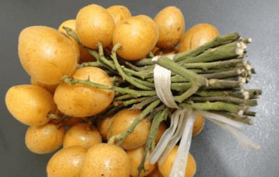 吃黄皮果会胖吗,注意适量吃即可 饮食减肥 第3张-瘦瘦减肥网 吃黄皮果会胖吗,注意适量吃即可 饮食减肥 第3张