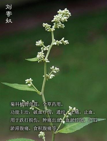 中药刘寄奴的功效可以减肥吗,泡茶喝能有效消食瘦身 减肥饮品 第1张-瘦瘦减肥网 中药刘寄奴的功效可以减肥吗,泡茶喝能有效消食瘦身 减肥饮品 第1张