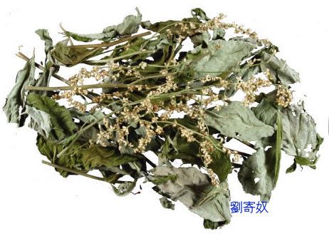 中药刘寄奴的功效可以减肥吗,泡茶喝能有效消食瘦身 减肥饮品 第2张-瘦瘦减肥网 中药刘寄奴的功效可以减肥吗,泡茶喝能有效消食瘦身 减肥饮品 第2张