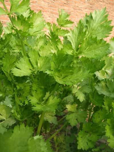 秋季芹菜瘦身减肥食谱，教你如何养生并减肥瘦身 减肥食谱 第2张