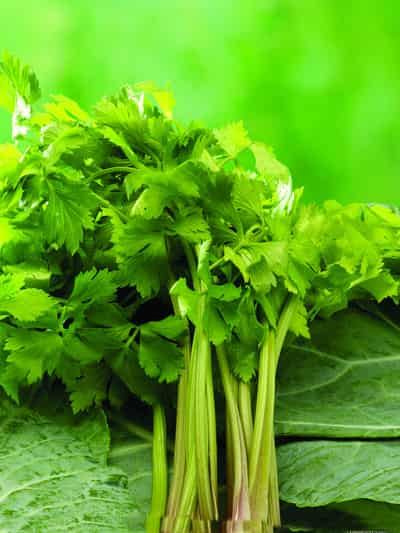 秋季芹菜瘦身减肥食谱，教你如何养生并减肥瘦身 减肥食谱 第1张